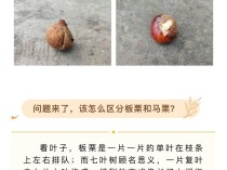 意大利留学生误食马栗事件引发关注，留学生活小插曲提醒食品安全