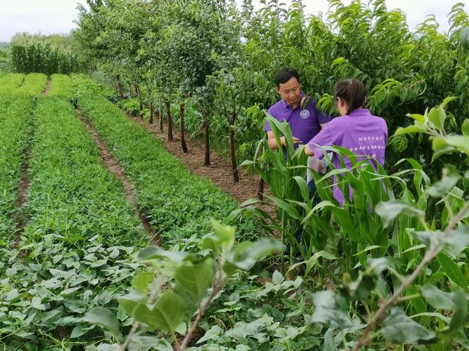 南开大学微生物菌剂攻克大豆盐碱地种植难题