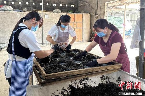 遇见福建：东山“头水”紫菜上市